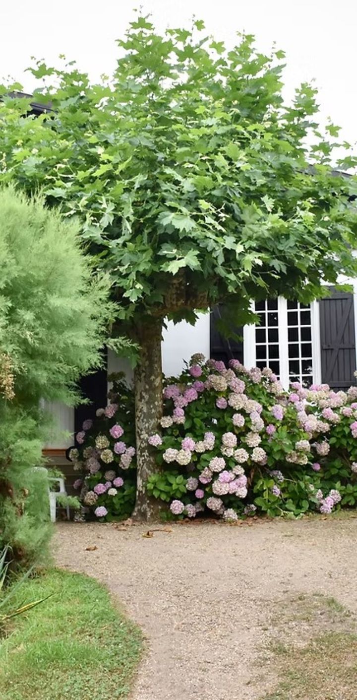 Natural Homes